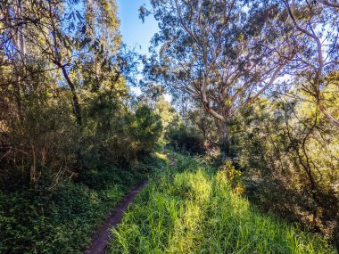Melbourne Avustralya 'da Yarra Patikaları