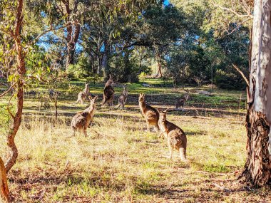 Melbourne Avustralya 'da Yarra Patikaları