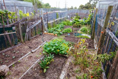 Avustralya 'daki Urban Garden Plot
