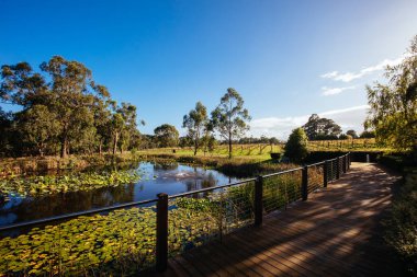Avustralya 'daki Yarra Vadisi Üzüm bağı
