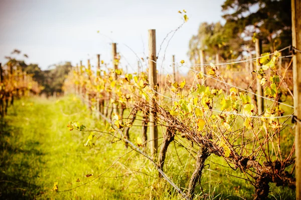 Yarra Valley Vineyard en Australia — Foto de Stock