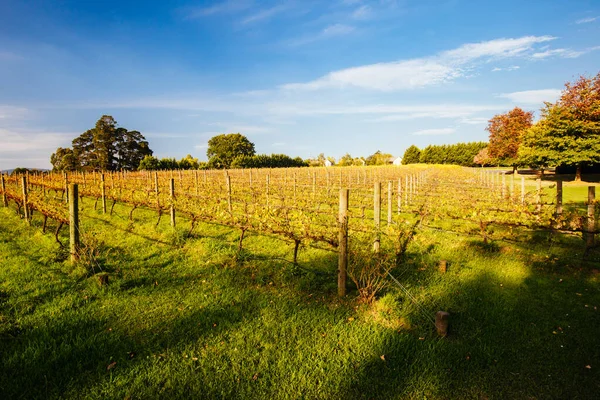 Yarra Valley Vineyard en Australia —  Fotos de Stock