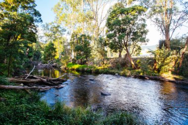 Warburton Avustralya 'da Yarra Nehri Manzarası