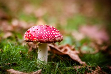 Victoria Avustralya 'daki Pirianda Bahçeleri