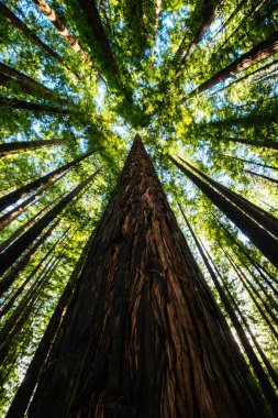 Avustralya 'daki Çimento Deresi Sekoya Ormanı