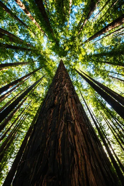 Avustralya 'daki Çimento Deresi Sekoya Ormanı