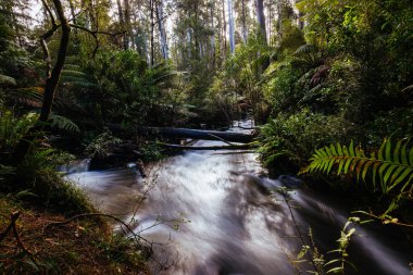 Avustralya 'da Çimento Irmağı Akıyor