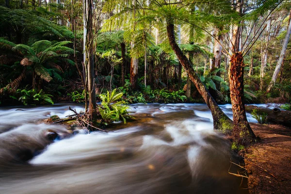 Річка Цемент - Крік тече в Австралії — стокове фото
