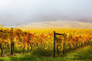 Avustralya 'daki Yarra Vadisi Üzüm bağı ve Peyzaj