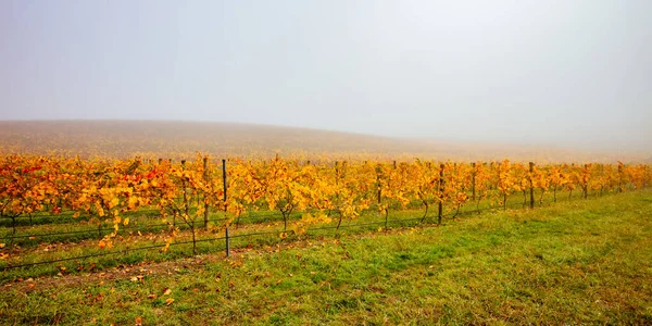 Yarra Valley Vinice a krajina v Austrálii — Stock fotografie