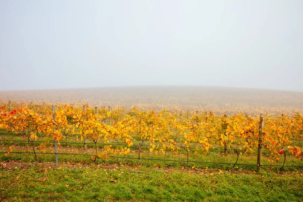 Yarra Valley Vinice a krajina v Austrálii — Stock fotografie