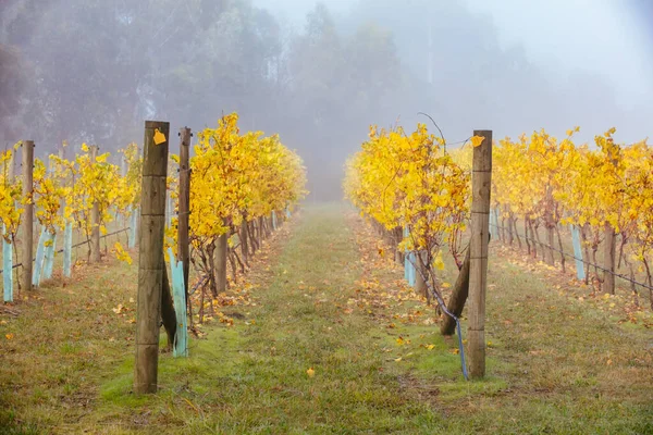 Yarra Valley Viñedo y paisaje en Australia —  Fotos de Stock