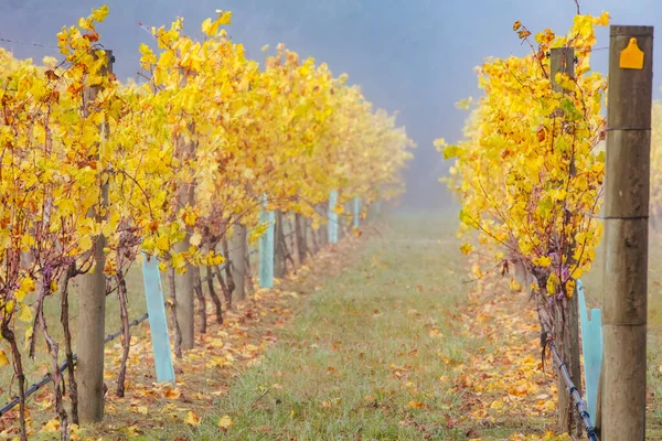 Yarra Valley Viñedo y paisaje en Australia —  Fotos de Stock