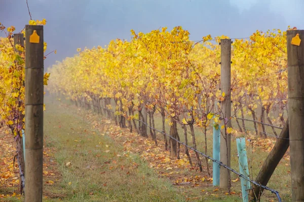 Yarra Valley Vineyard and Landscape in Australia — Stock Photo, Image