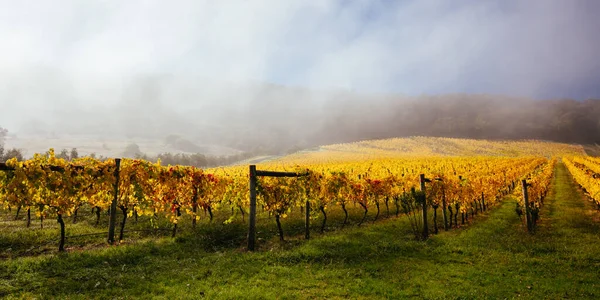 Yarra Valley Vineyard και Τοπίο στην Αυστραλία — Φωτογραφία Αρχείου