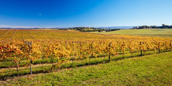 Yarra Valley Vineyard και Τοπίο στην Αυστραλία — Φωτογραφία Αρχείου