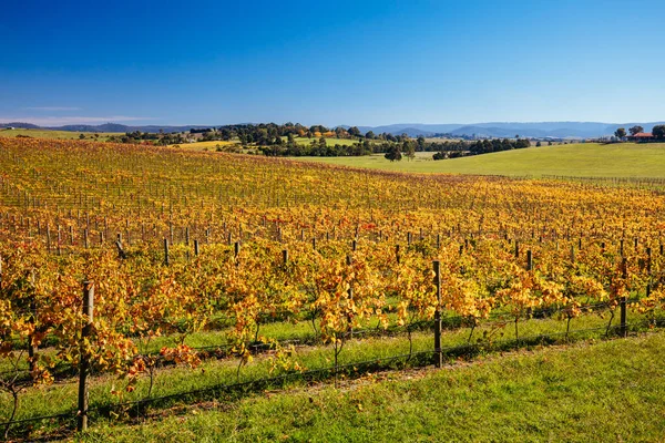 Yarra Valley Vinice a krajina v Austrálii — Stock fotografie