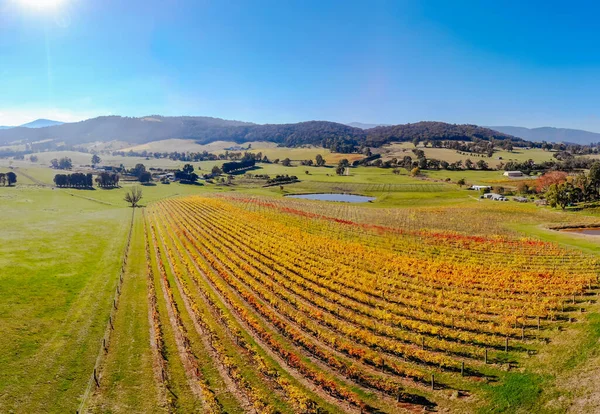 Yarra Valley Wijngaard en Landschap in Australië — Stockfoto