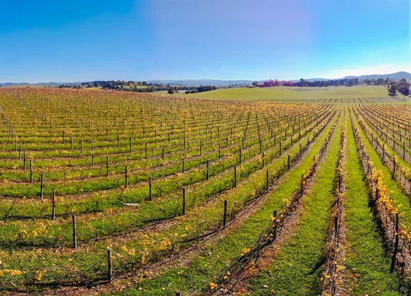 Yarra Valley Wijngaard en Landschap in Australië — Stockfoto