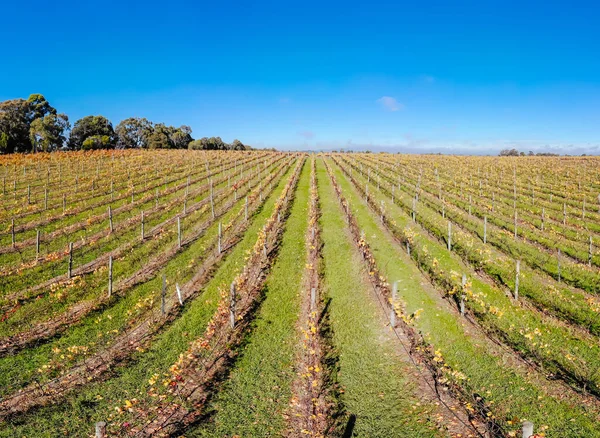 Yarra Valley Vineyard and Landscape in Australia — Stock Photo, Image