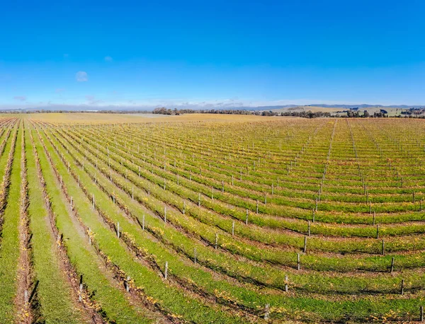 Yarra Valley Vineyard och Landskap i Australien — Stockfoto