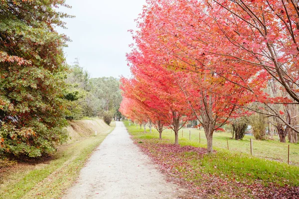 Lilydale to Warburton Rail Trail in Australia — Stock Photo, Image