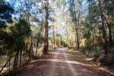 Lilydale 'den Avustralya' daki Warburton Demiryolu 'na