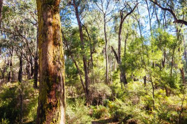Lilydale 'den Avustralya' daki Warburton Demiryolu 'na