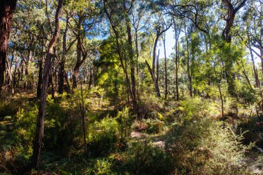 Lilydale 'den Avustralya' daki Warburton Demiryolu 'na