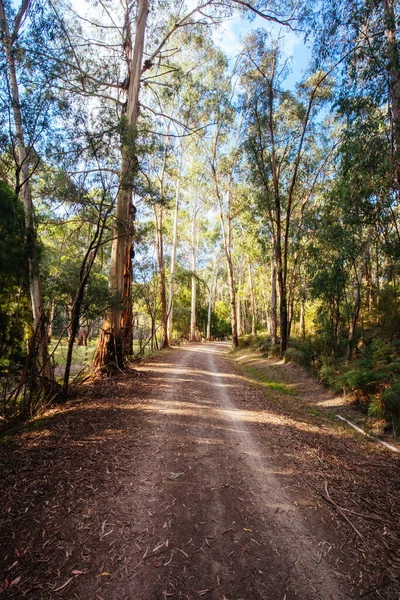 Lilydale to Warburton Rail Trail in Australia — Stock Photo, Image