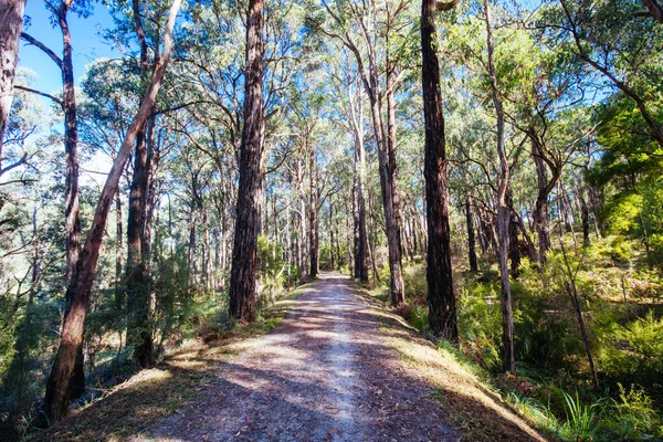 Lilydale til Warburton Rail Trail i Australien - Stock-foto