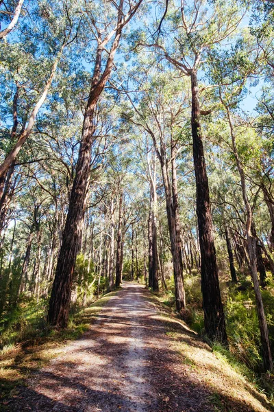 Lilydale naar Warburton Rail Trail in Australië — Stockfoto