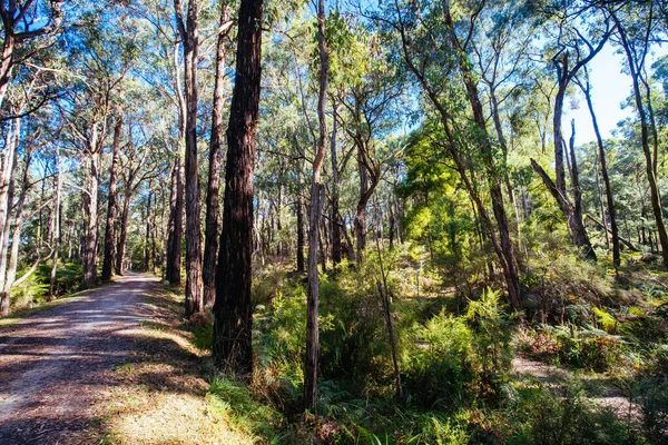 Lilydale naar Warburton Rail Trail in Australië — Stockfoto