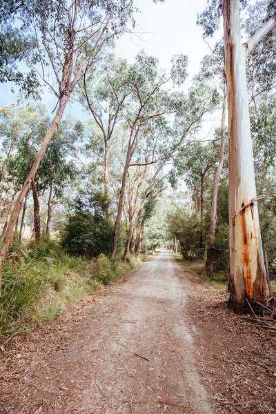 Lilydale να Warburton Rail Trail στην Αυστραλία — Φωτογραφία Αρχείου