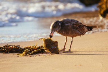 Avustralya 'da martı yiyen balık