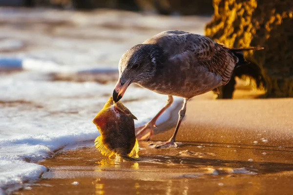澳洲海鸥进食鱼类 — 图库照片