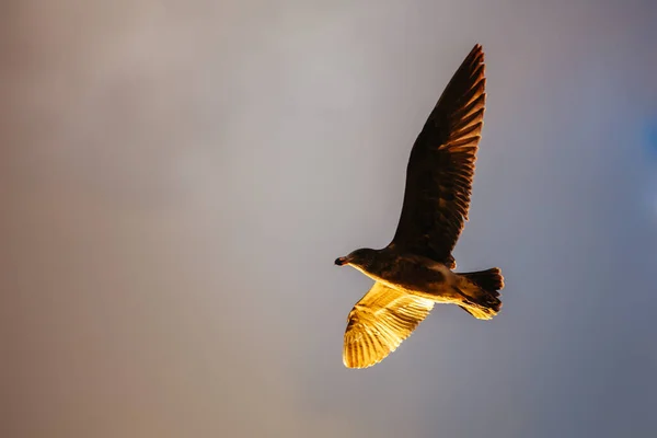 Gaivota que come peixes na Austrália — Fotografia de Stock