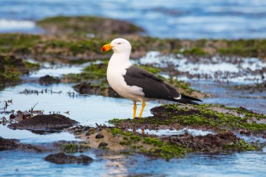 Monforts Beach Seagull in Blairgowrie Australia clipart