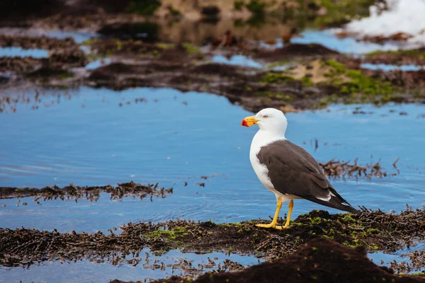 澳大利亚Blairgowrie的Monforts海滩海鸥 — 图库照片