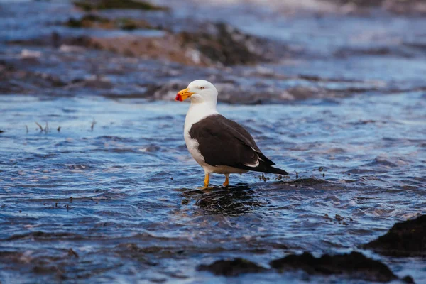 Monforts Beach Seagull in Blairgowrie Portugal — Fotografia de Stock