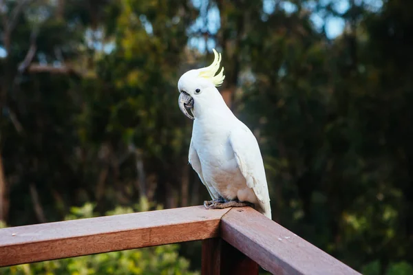 Wild Cockatoo Jíst v Austrálii — Stock fotografie