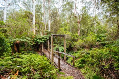 Henderson Falls Burnu Otway, Avustralya