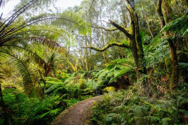 Victoria Avustralya 'da Hopetoun Falls Burnu Otway