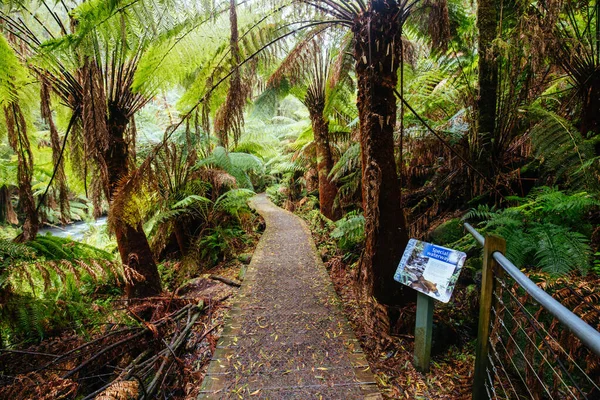 Hopetoun Falls Cape Otway in Victoria Australië — Stockfoto