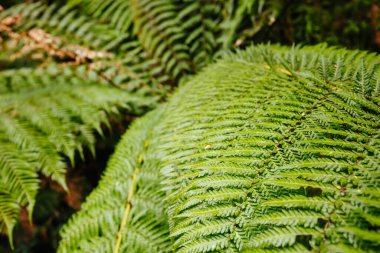 Victoria Avustralya 'da Hopetoun Falls Burnu Otway