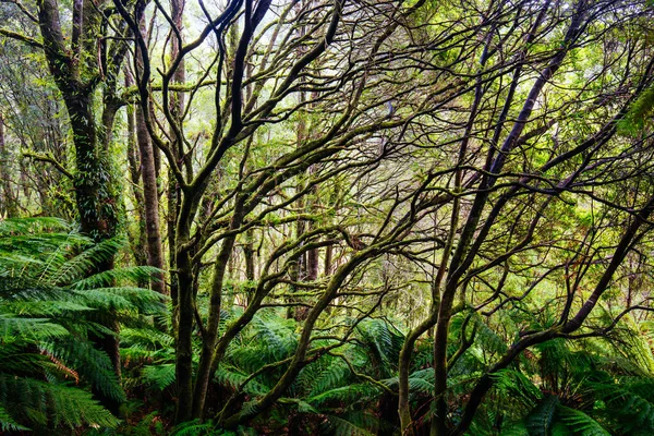 Beech Forest Landscape in Australia — Stock Photo, Image