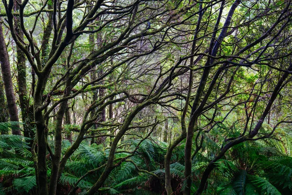 Beech Forest Landscape in Australia — Stock Photo, Image