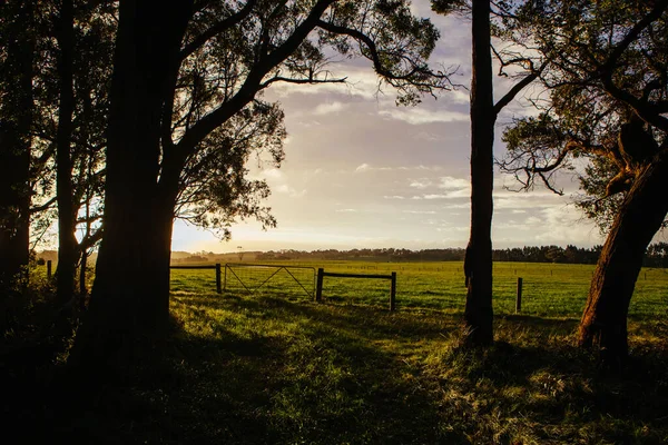 Barongarook Fields Paysage en Australie — Photo