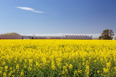 Victoria Avustralya 'da Canola Tarlaları