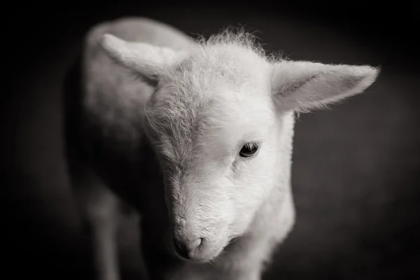 Baby lamm ansikte — Stockfoto